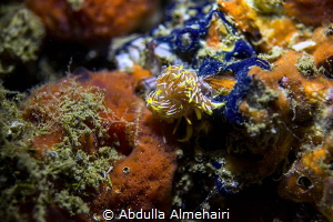 Macro by Abdulla Almehairi 